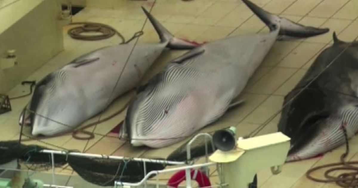 Video News 01/12/2015