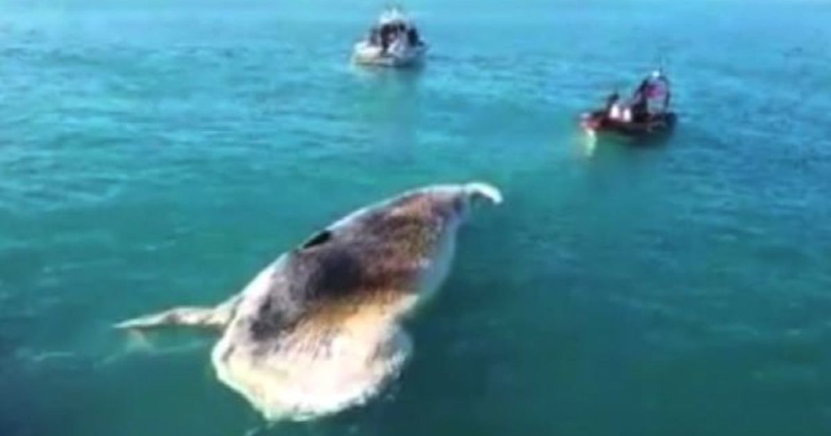 Video News 04/12/2015