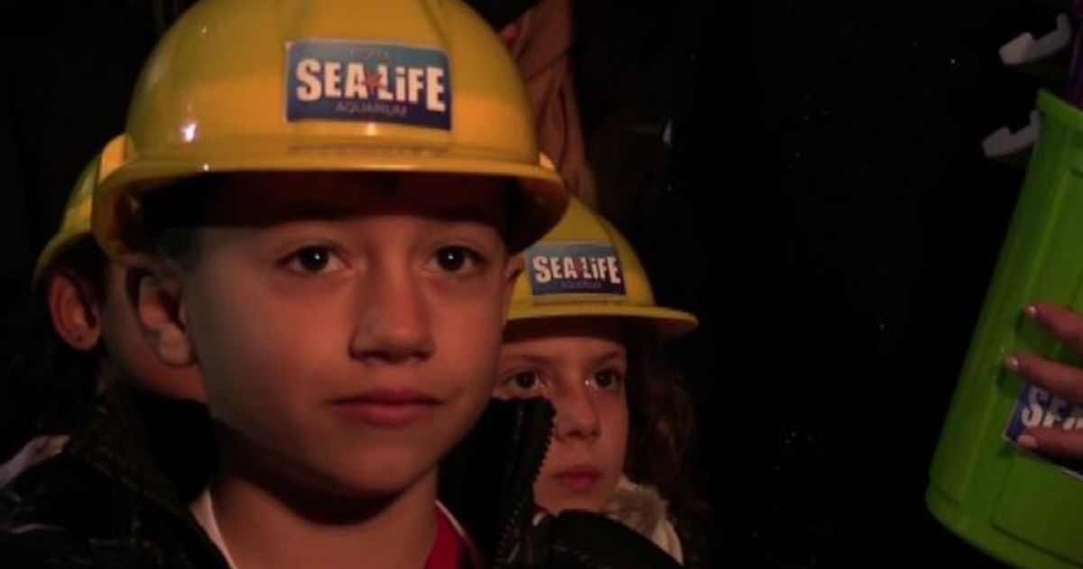 Video News 14/12/2015