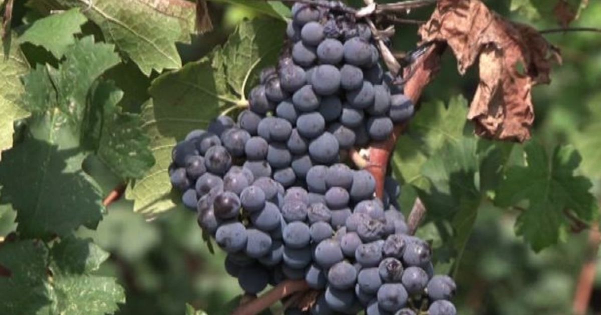 Video News 15/12/2015