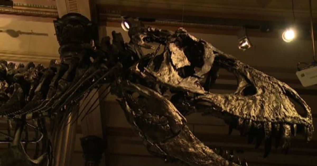 Video News 20/12/2015