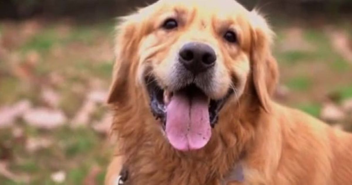 Video News 29/12/2015