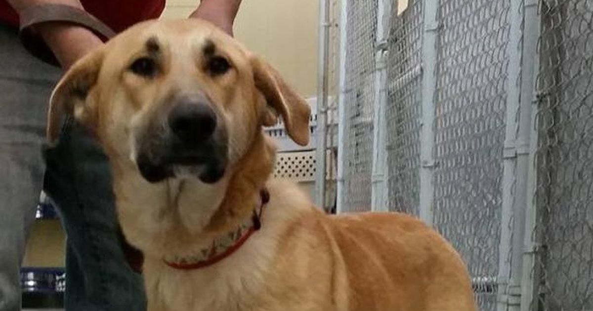 Prima salvano il cane video Poi la durissima lettera aperta a chi lo ha abbandonato