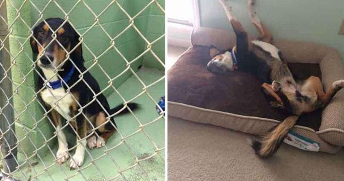 Ecco come cambia la vita di un cane finalmente adottato