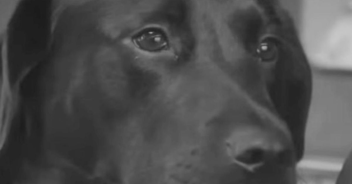 Ecco il video di Eclipse: ogni settimana (da sola) prende l’autobus per andare al parco