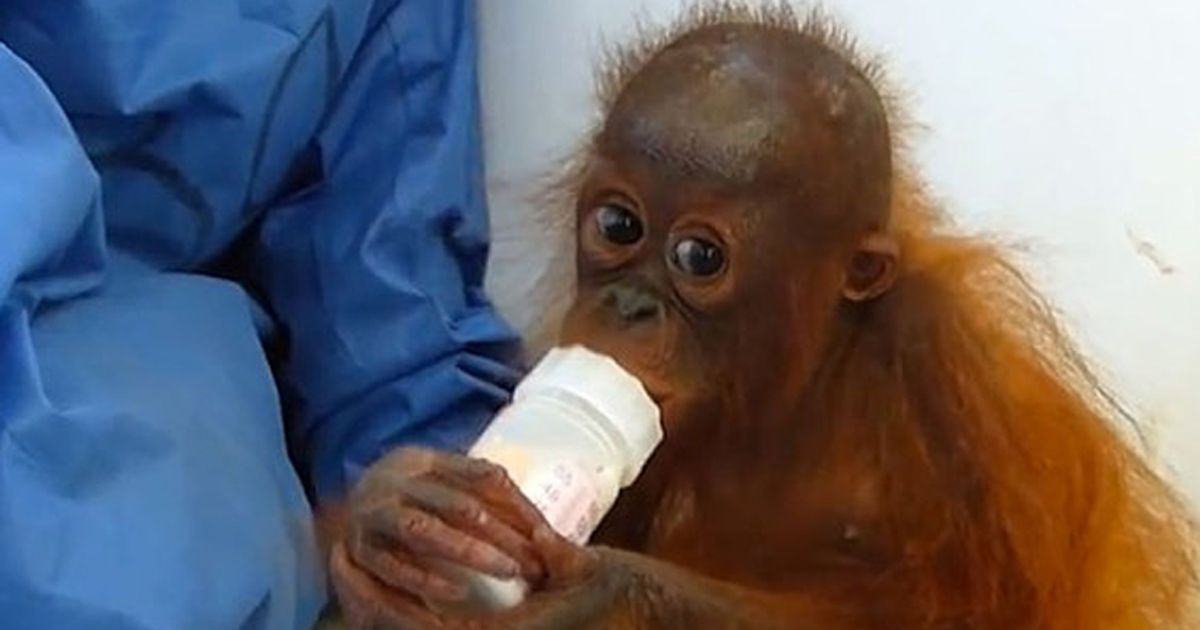 Joss, l’orango portato via alla mamma che non può far altro che abbracciare sé stessa (video)