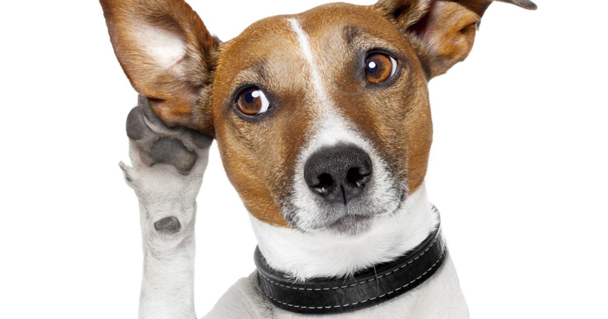 Ehi, ci senti? Testa il tuo udito