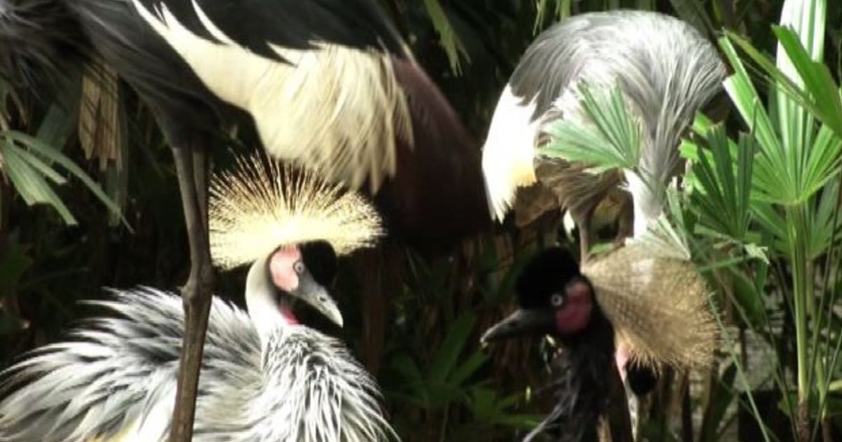 Video News 25/01/2016