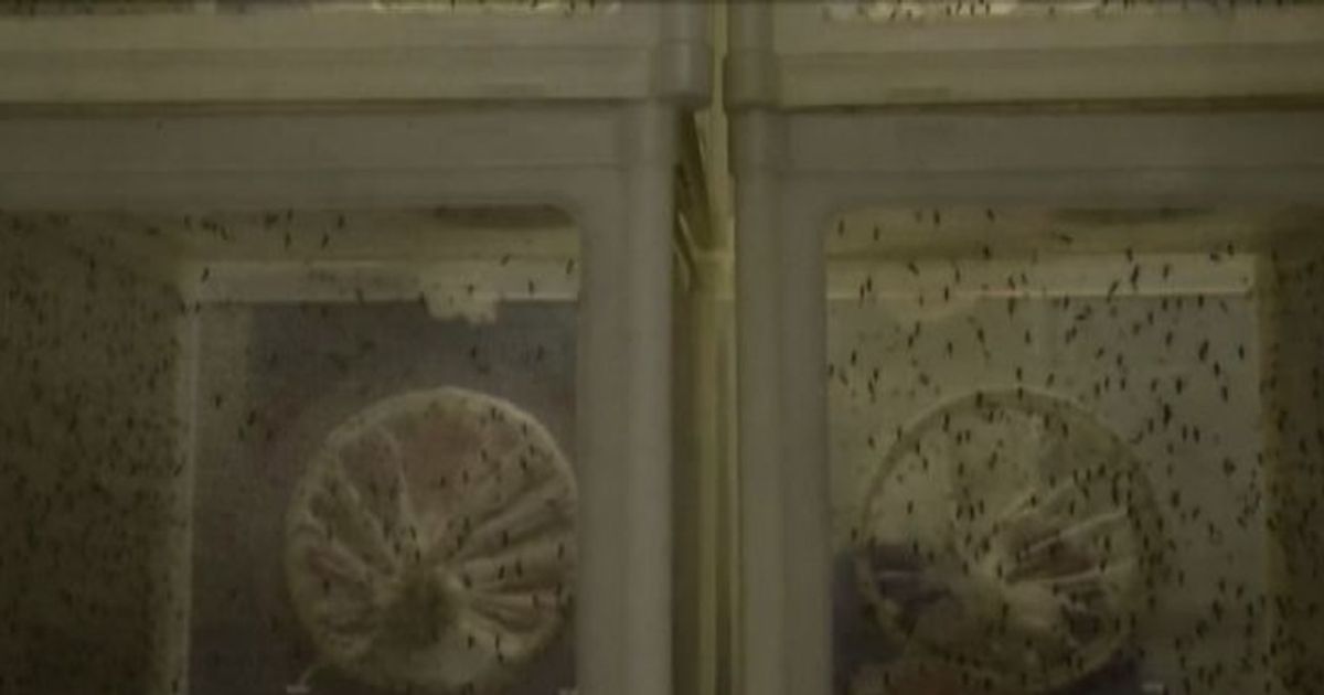 Video News 26/01/2016