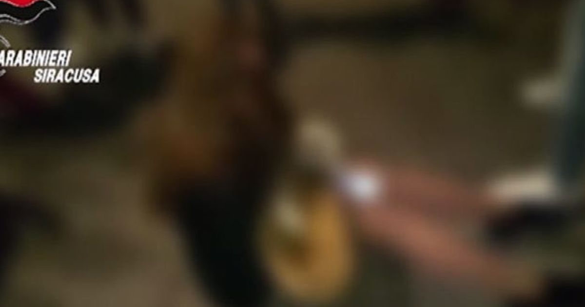 Video News 28/01/2016