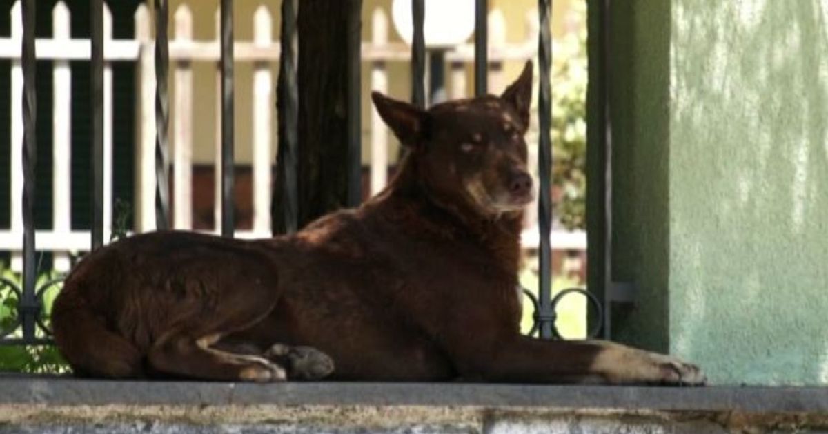 Video News 29/01/2016