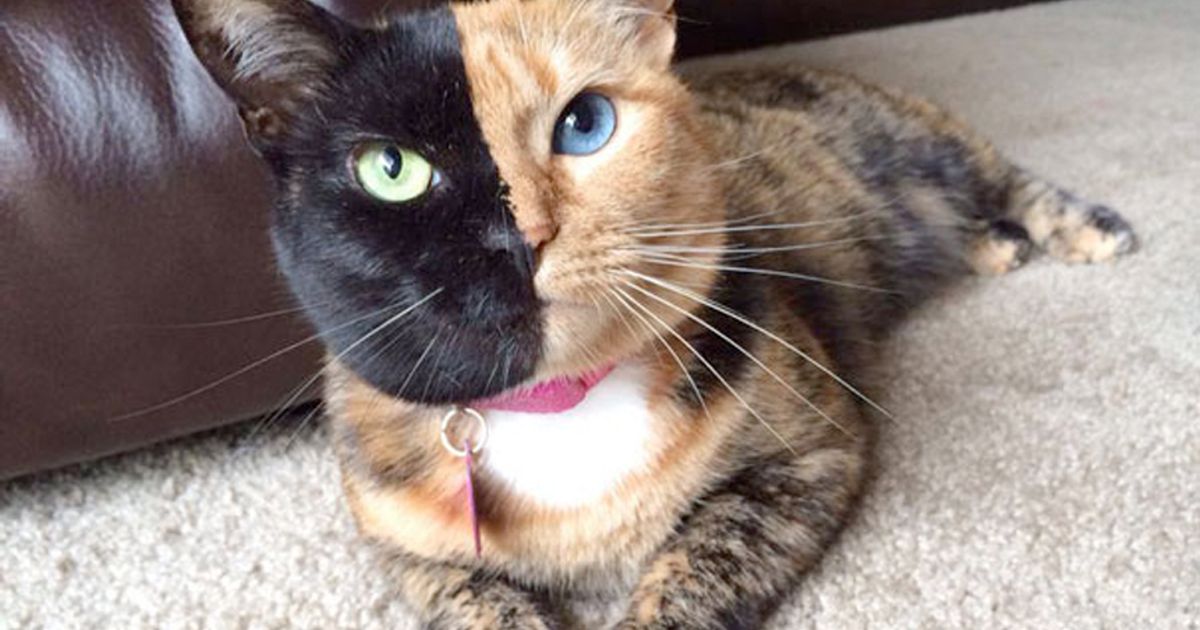 8220Miao Day8221 17 febbraio giornata mondiale del gatto