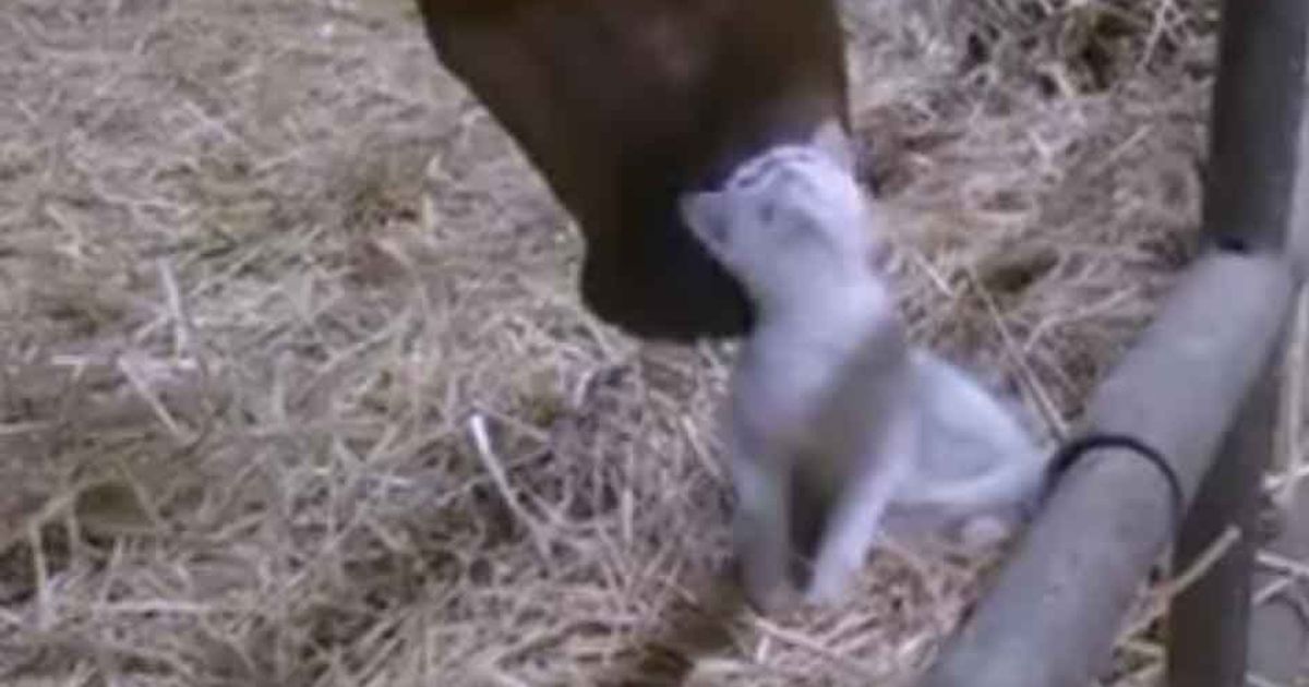 Un gatto e un cavallo. Il video di una tenera amicizia che ha conquistato tutti
