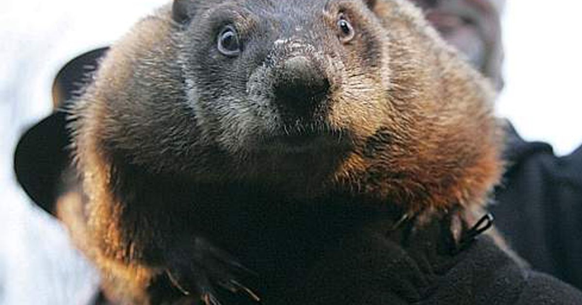 Quale sarà il pronostico della marmotta?