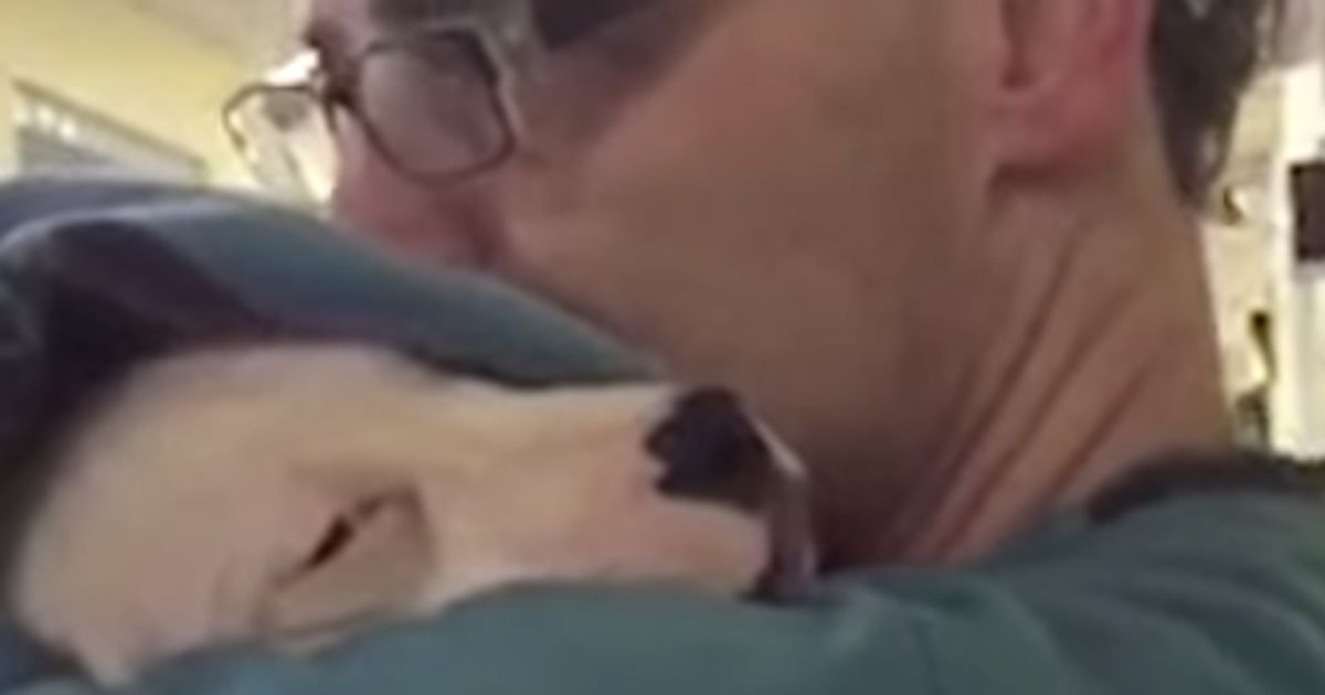 Il cane viene operato ecco in un video l8217amorevole cura del veterinario