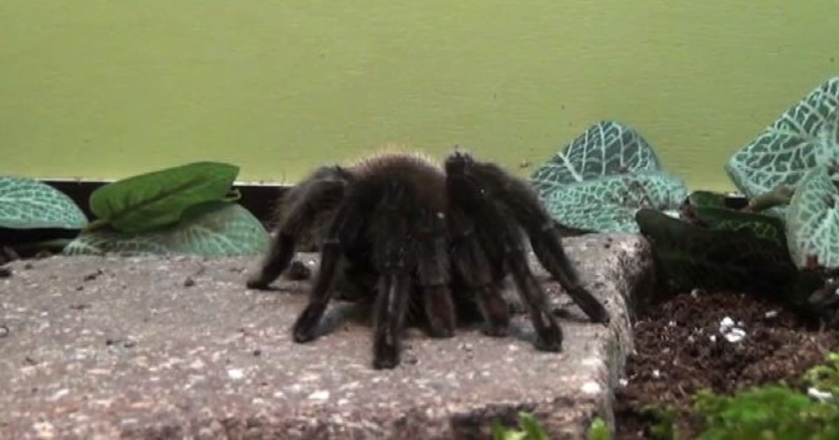 Video News 02/02/2016