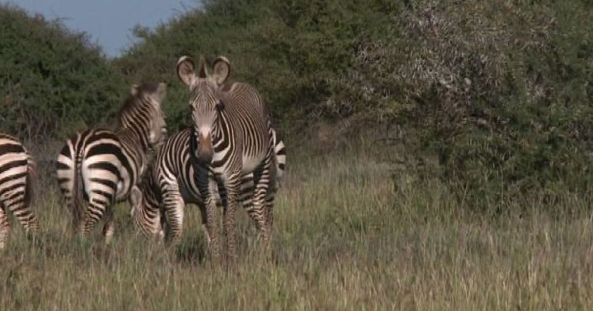 Video News 03/02/2016