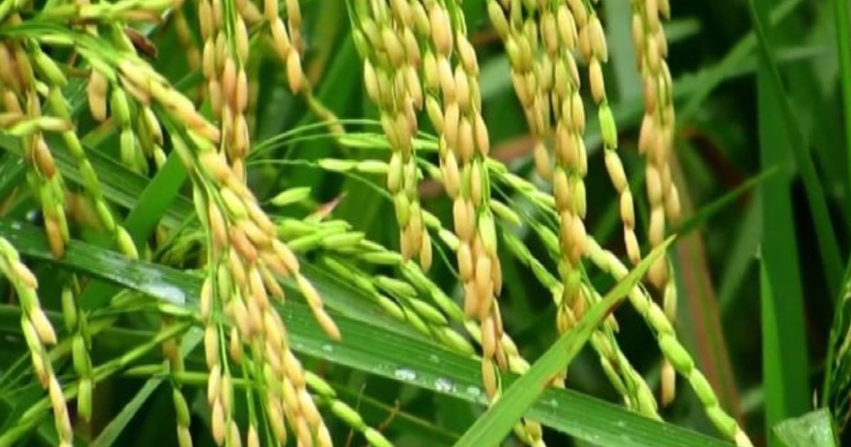 Video News 15/02/2016