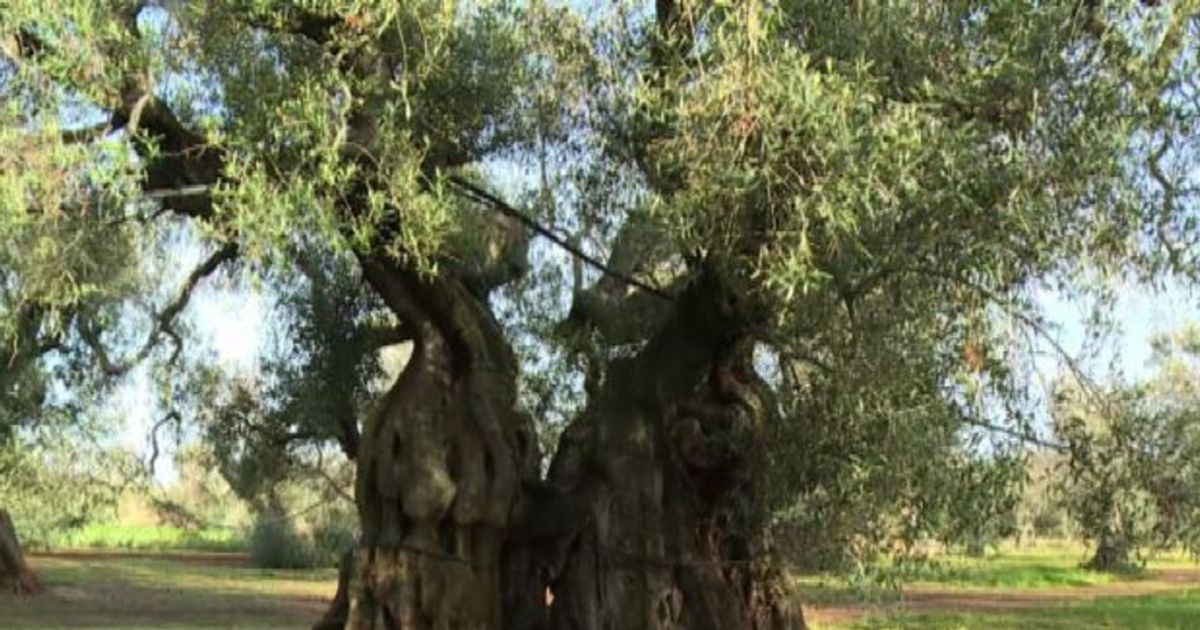 Video News 16/02/2016