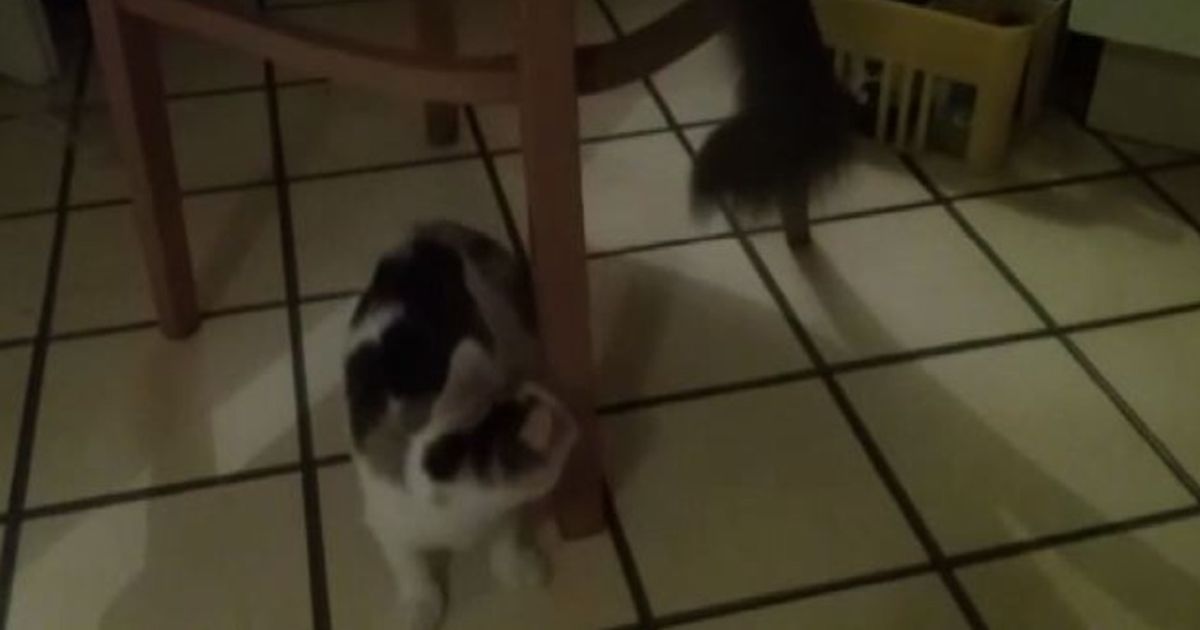 Video News 17/02/2016