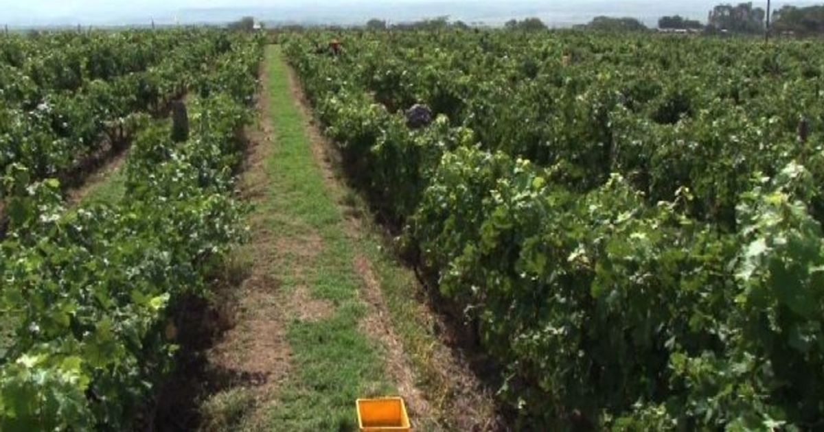 Agricoltura Biodinamica antidoto a siccità e volano di crescita