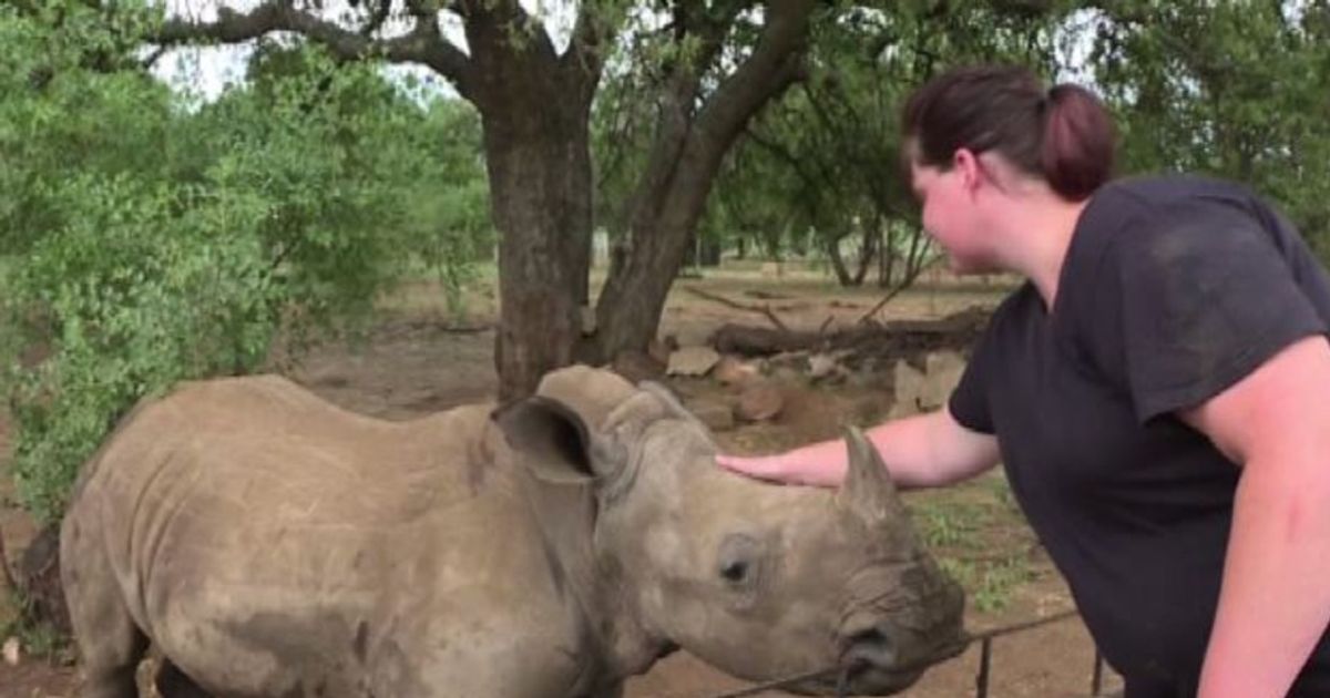 Sudafrica: togliere il corno ai rinoceronti per proteggerli