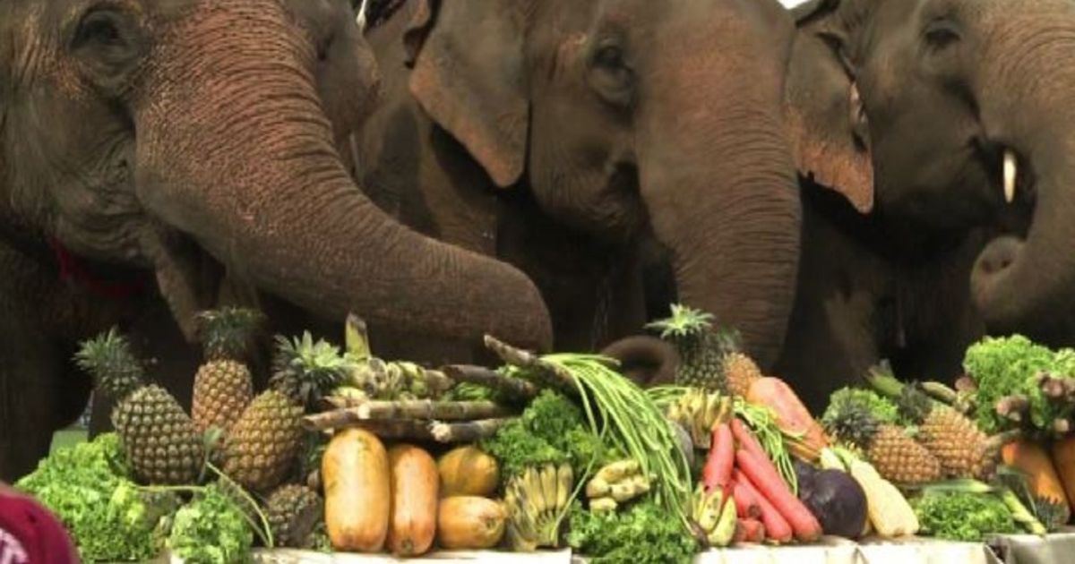 Rumble in the jungle a Bangkok: partita a polo con gli elefanti