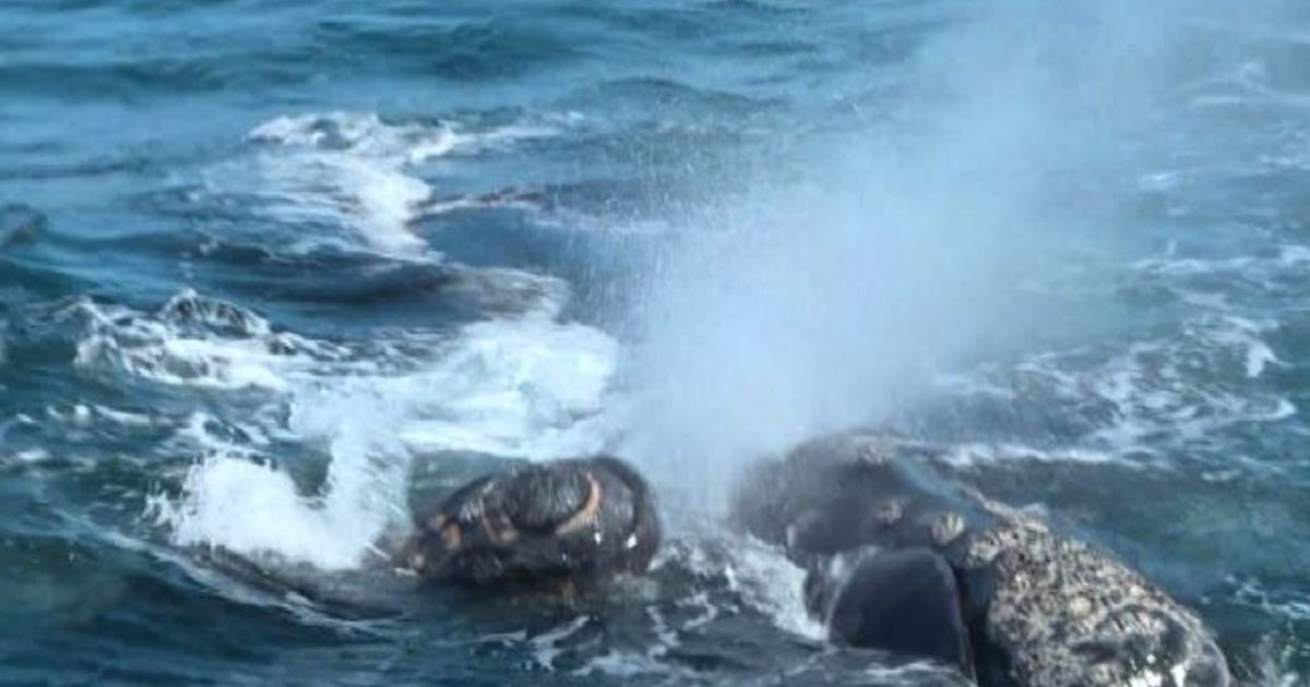 Patagonia, turismo e ricerca: joint venture a difesa delle balene