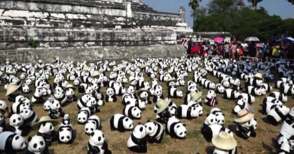 Thailandia, raccolta di fondi con migliaia di panda giocattolo
