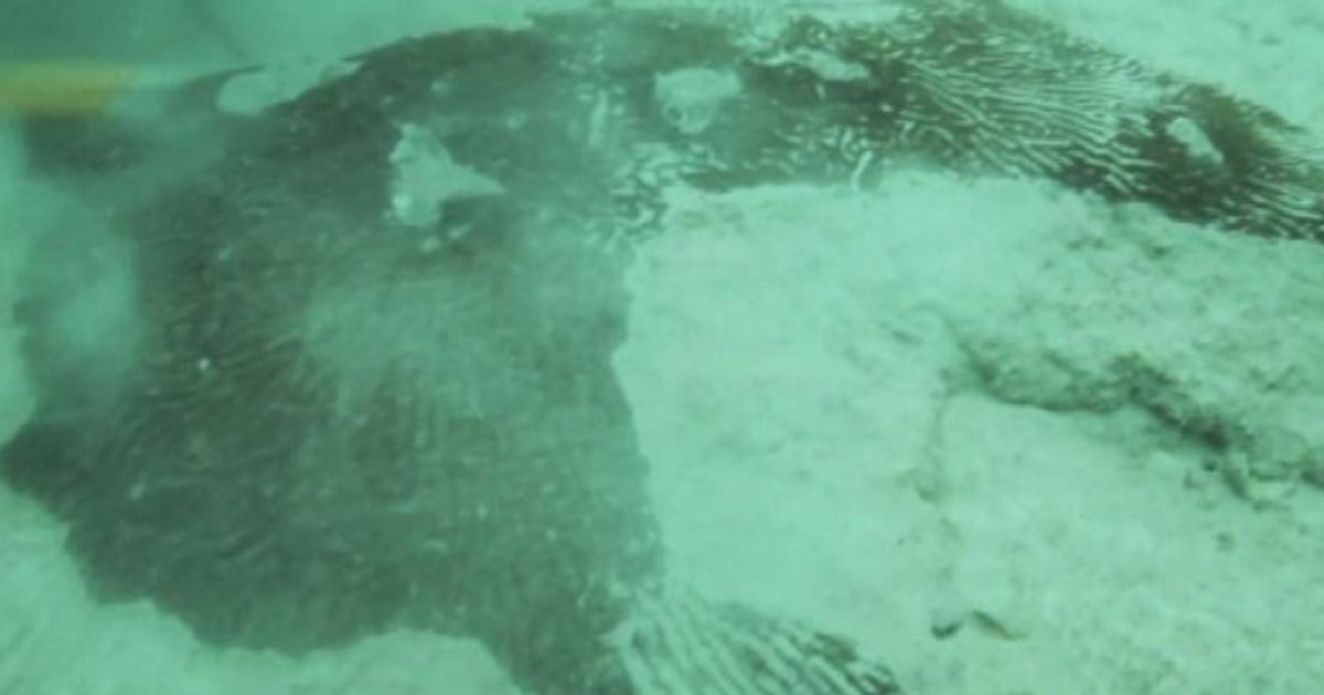 Allarme barriera corallina in Florida, minacciata da progetto