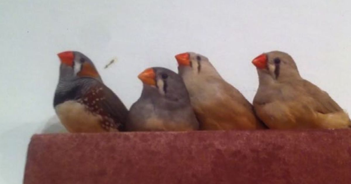 L’arte e gli uccellini: il cambio di passo di Nicolai e Mottin