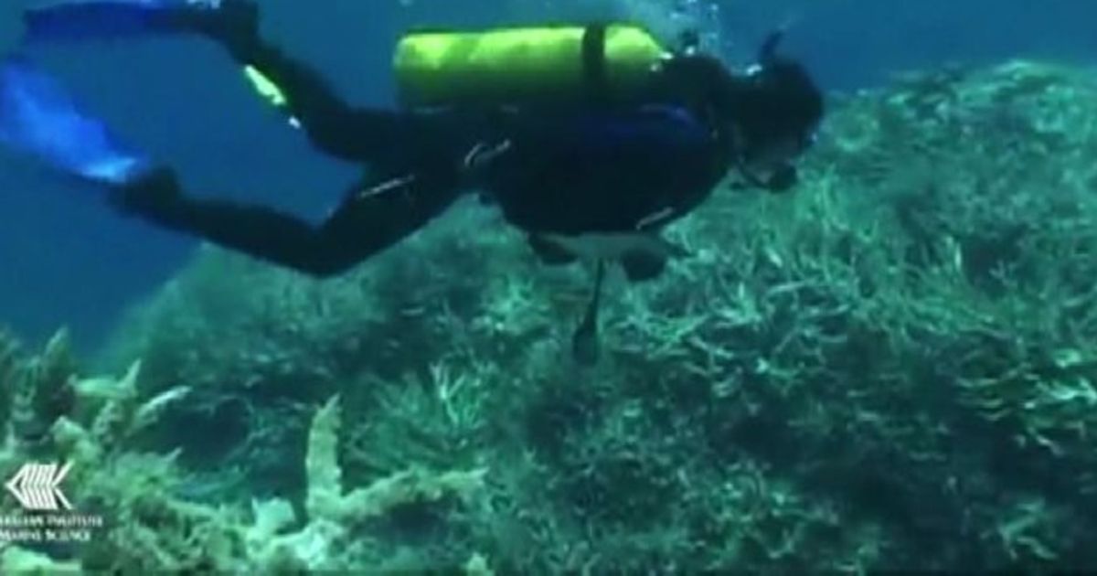 Australia: Grande barriera corallina impallidisce a ritmi record