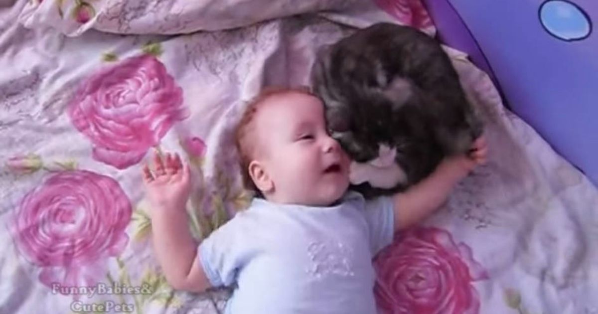 Il gatto consola il bambino