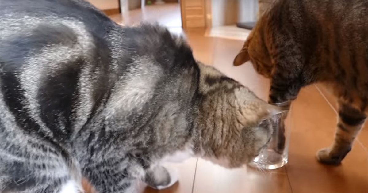 Gatto mancino o destrorso?