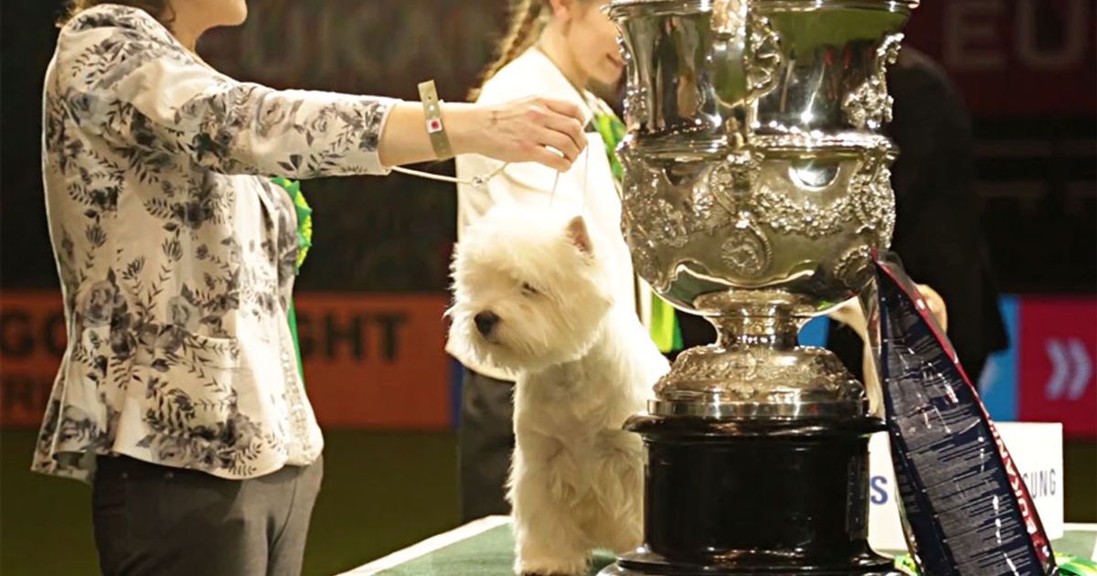 Il Terrier conquista la giuria, ma il Pechinese il web