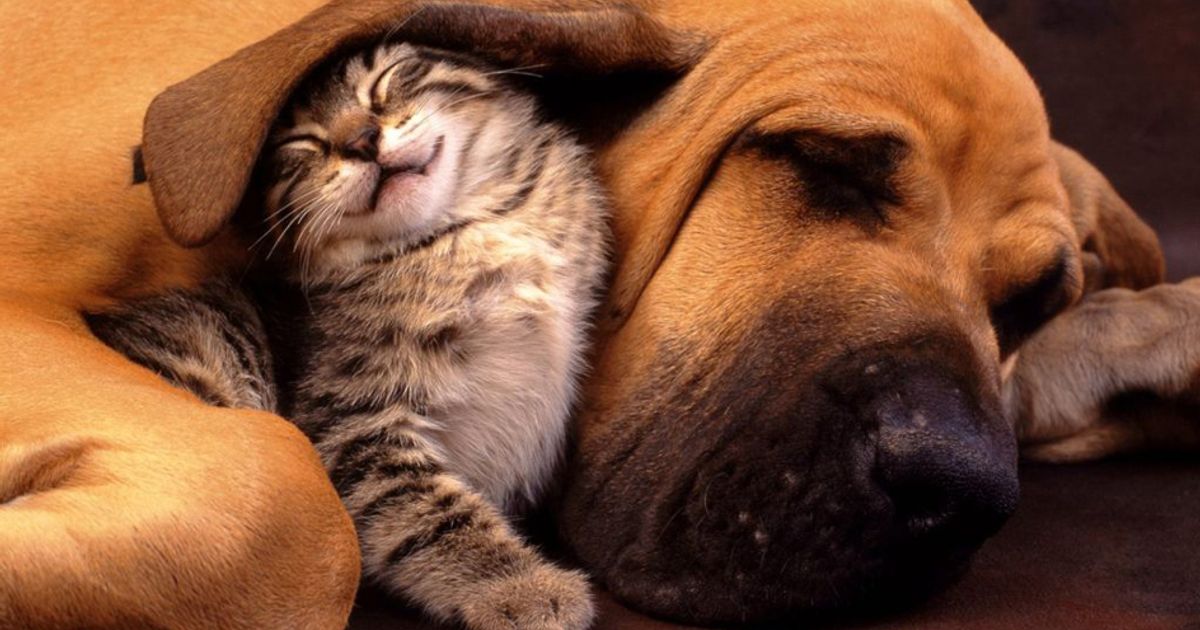 Ferie pagate per lutto, anche se si tratta del vostro pet