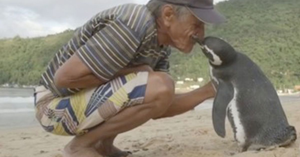 Il pinguino che nuota 8mila km per raggiungere il suo salvatore