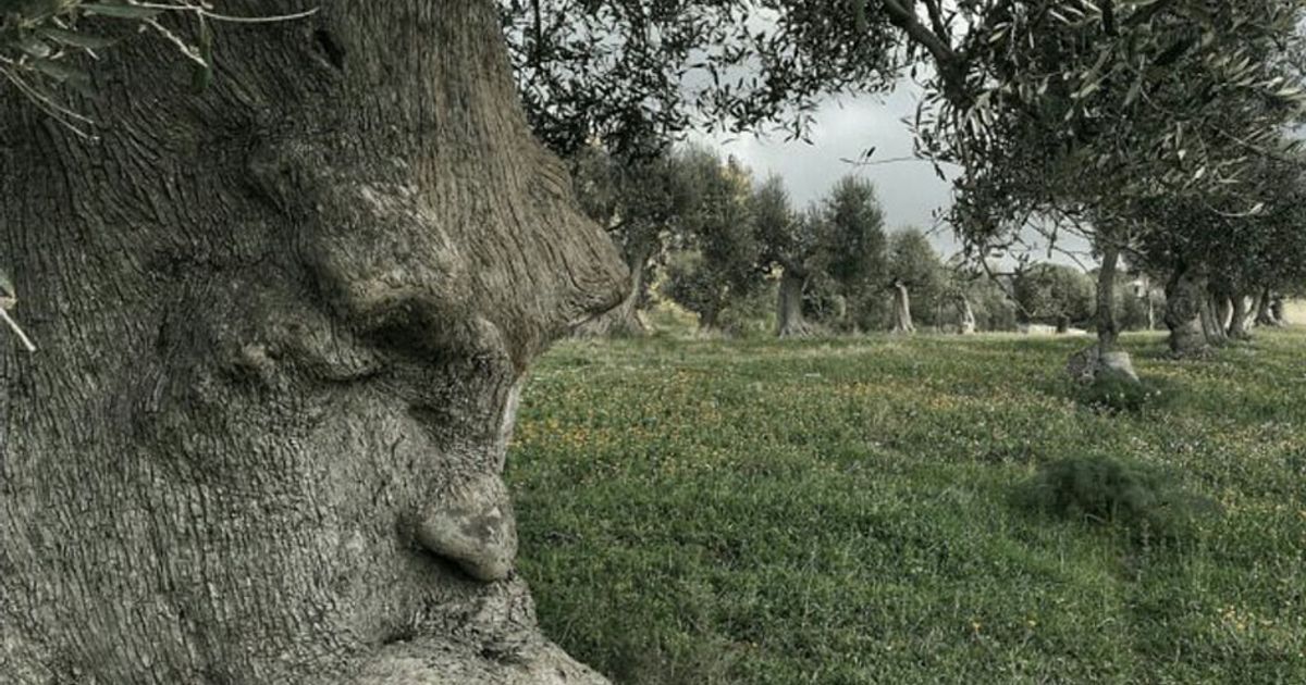 L’ulivo pensieroso fa impazzire i social