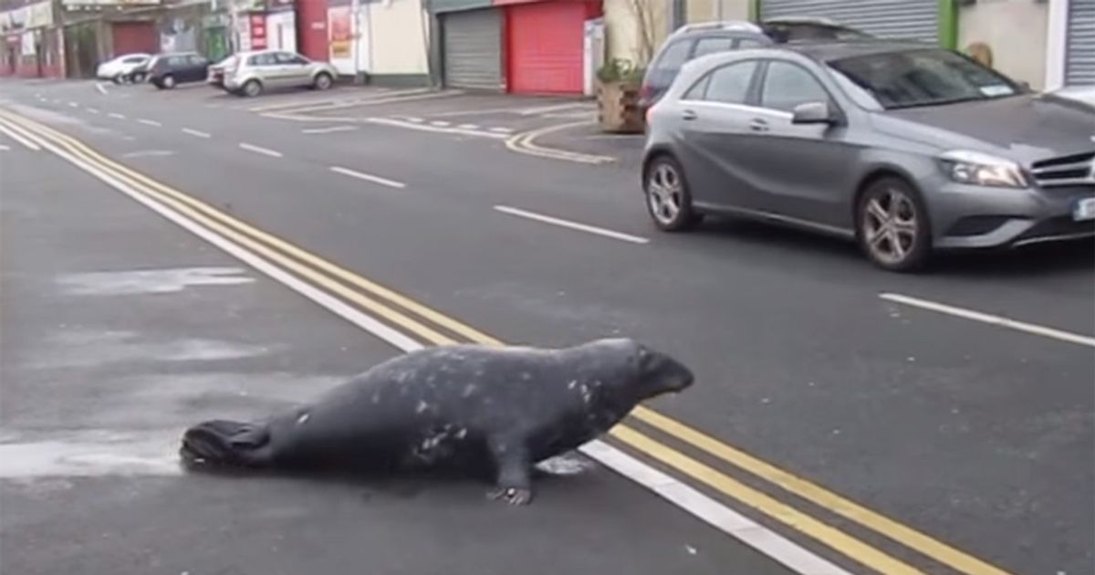 Un insolito cliente per un ristorante di pesce