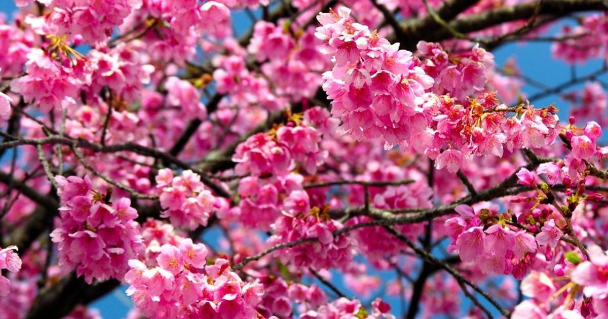 Primavera in anticipo di un giorno