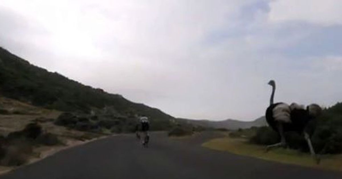 Come ‘Beep Beep’: lo struzzo insegue i ciclisti!