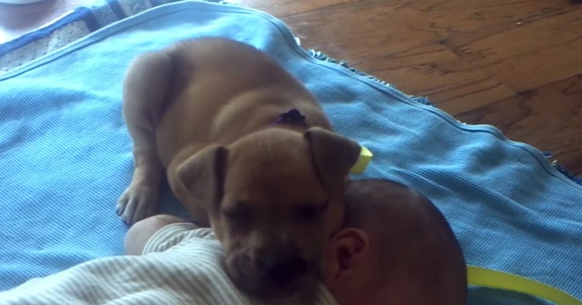 Ecco i video virali dello scorso anno in un unico video