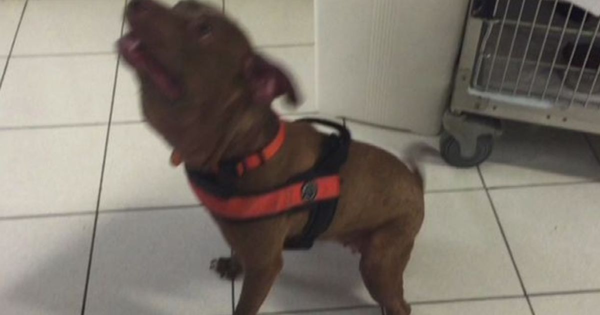 Nel nome di Palla: dalla Sardegna una Onlus per i randagi feriti