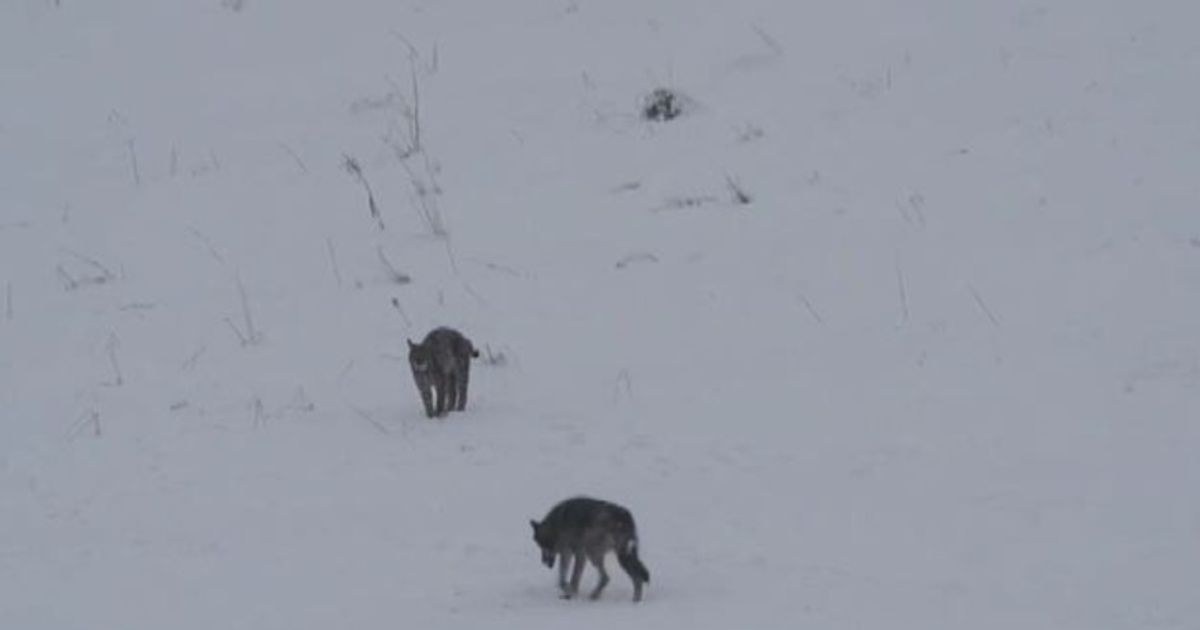 Rari incontri animali: il lupo e la lince tra le nevi sui Carpazi