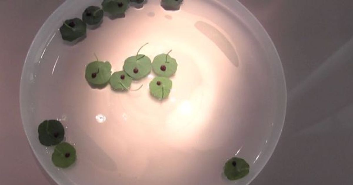 Acqua e senso dell’aspettativa per la cucina di Yoji Tokuyoshi