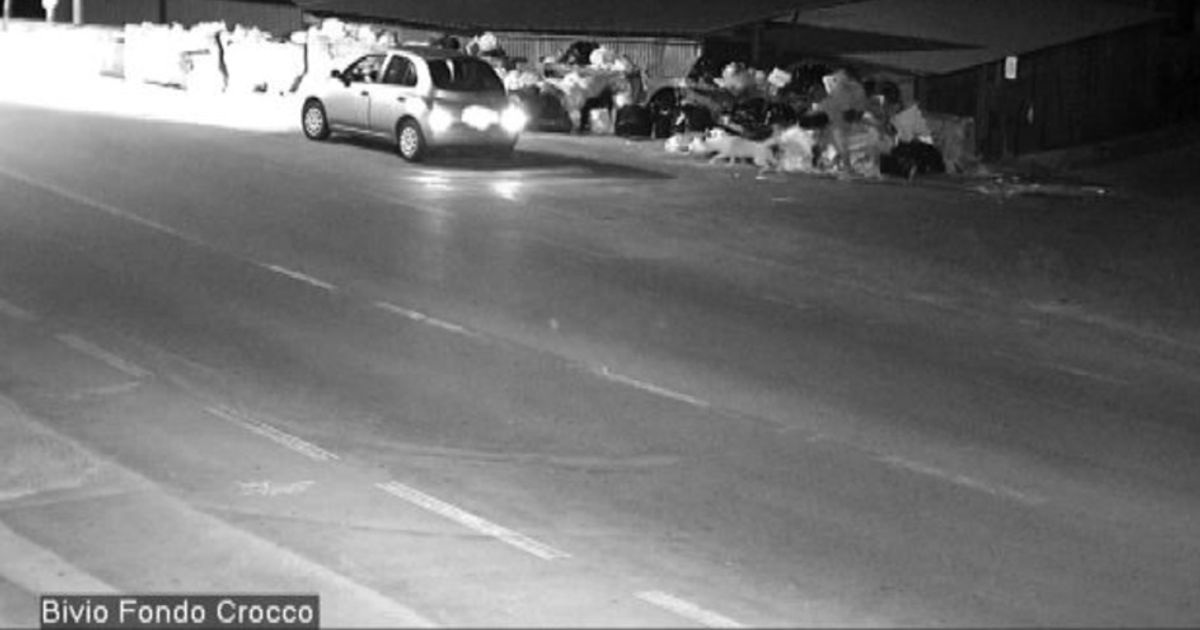 Ripresi mentre abbandonano il cane a Carini, denunciati