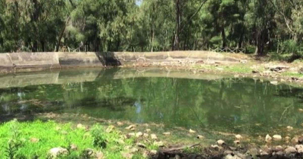 La biodiversità è nata in un laghetto di Palermo tra i boschi