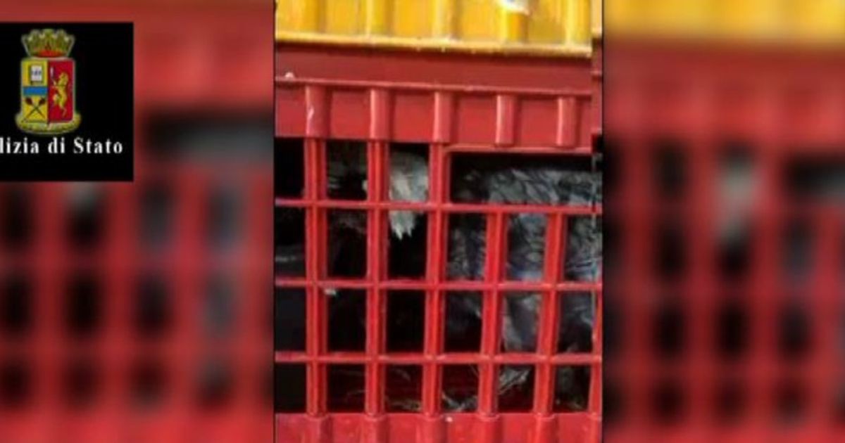 150 animali stipati in furgone, denunciato per maltrattamento