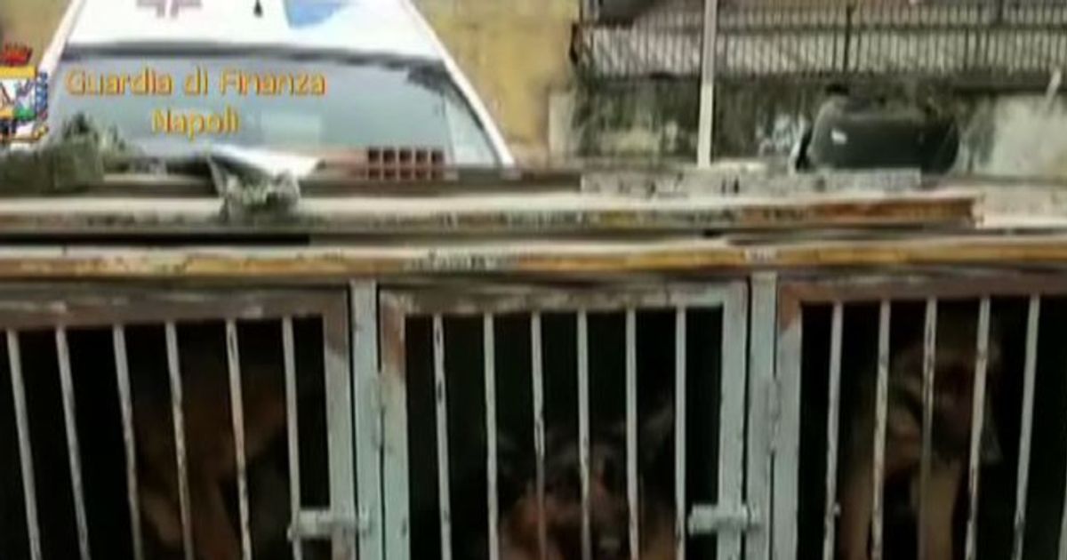 Cani in gabbia e dopati,sequestrato canile abusivo nel napoletano