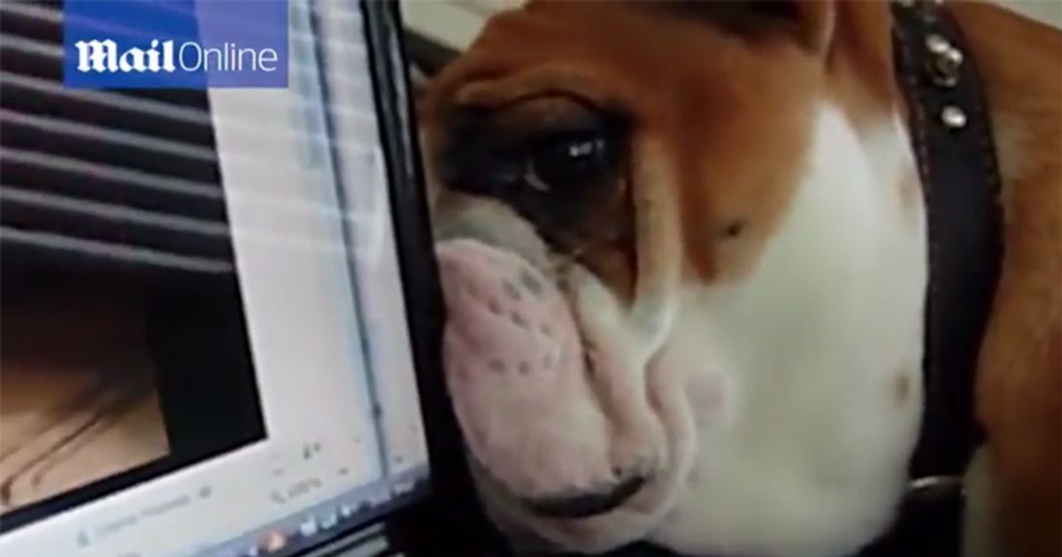 Bulldog confuso cerca il cane dietro lo schermo del PC